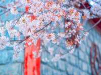 义乌市澄玛电子商务商行