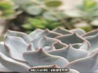 义乌市澄玛电子商务商行